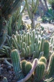 Cactus Corridor at the Ruth Bancroft Garden