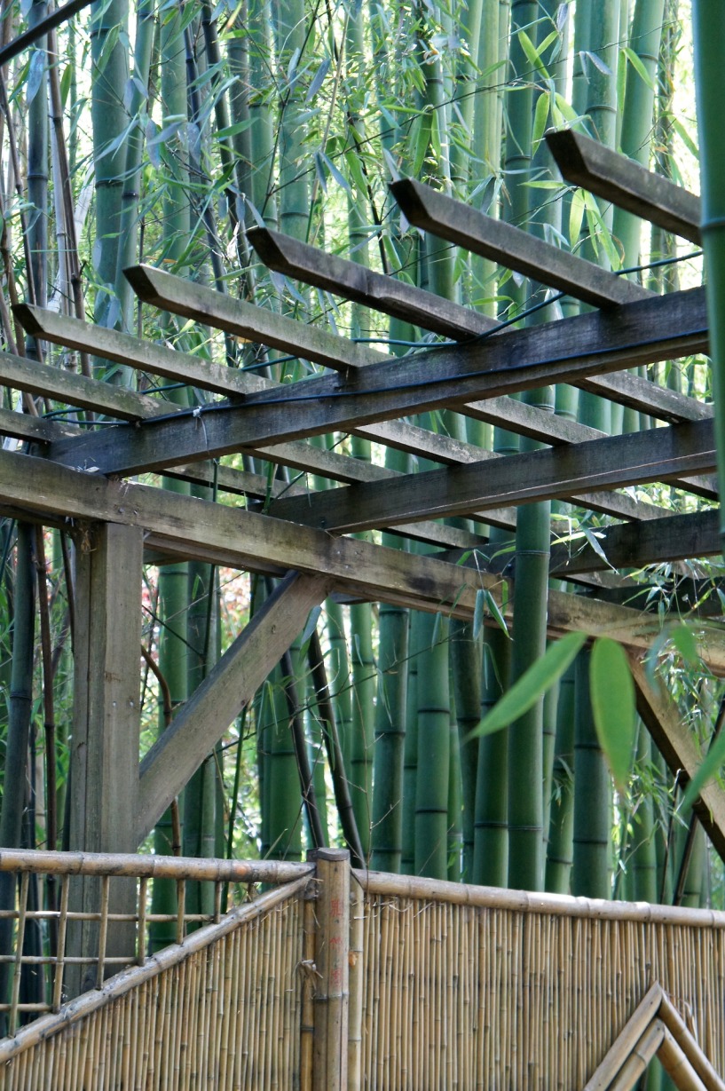 bamboo giants