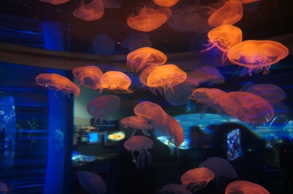 jellyfish dream