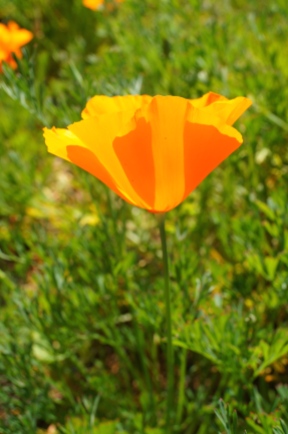 Golden California Poppy